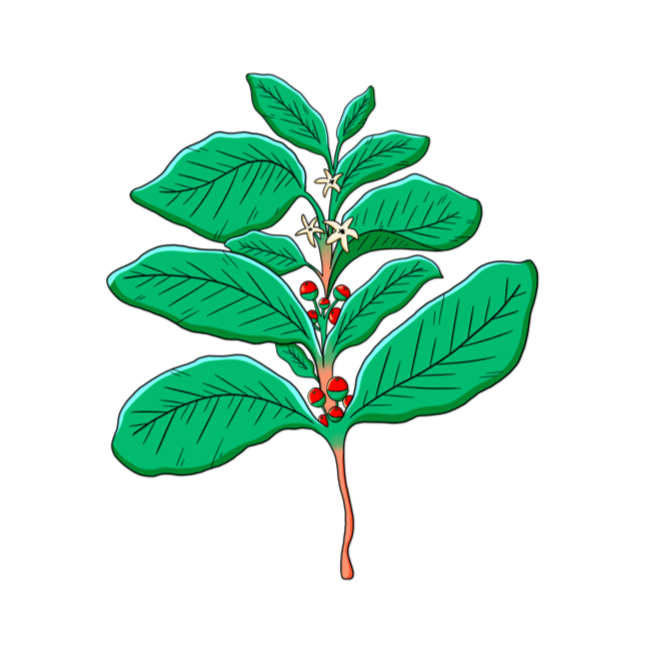 Organic Yerba Maté